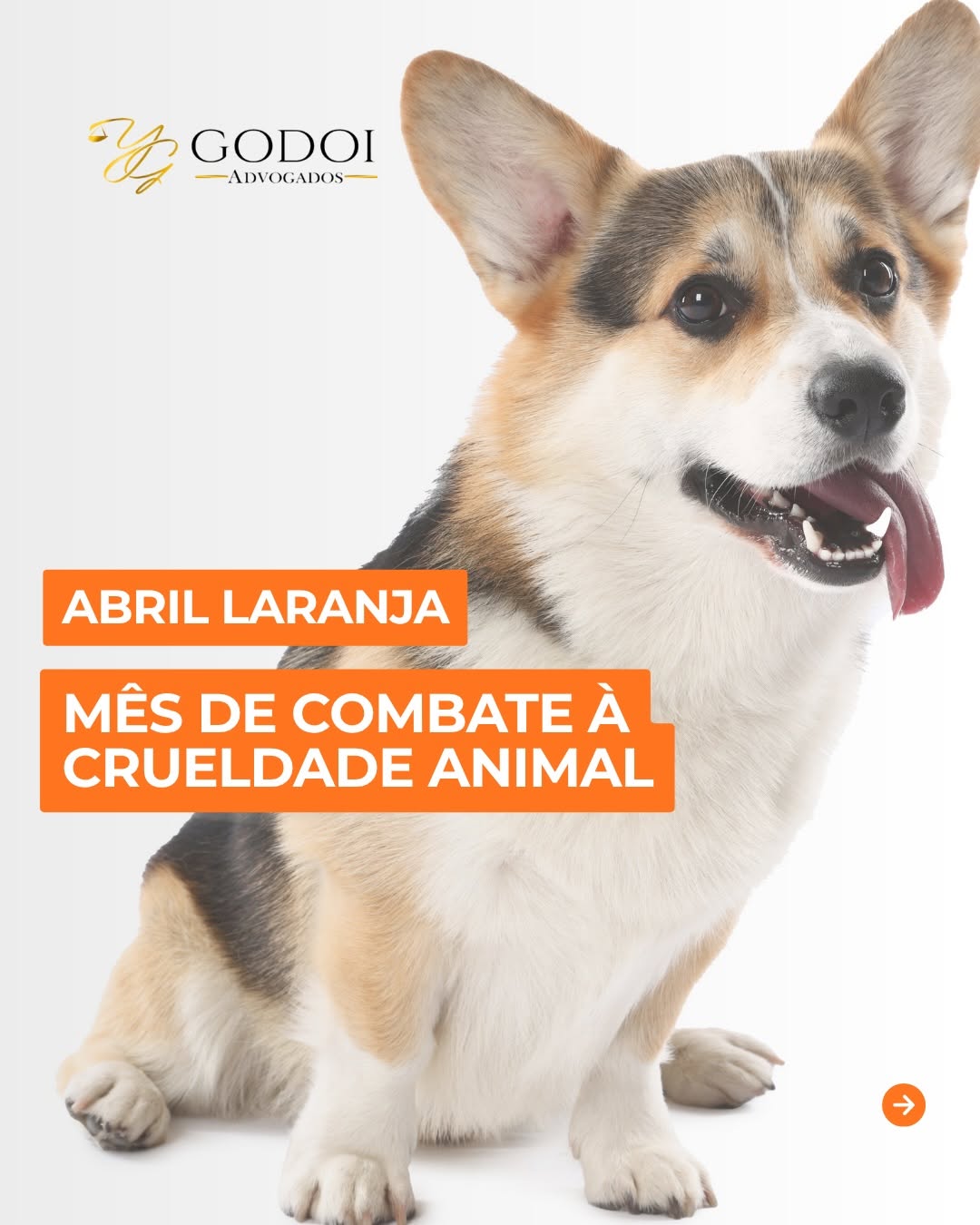 Abril Laranja: mês de combate à crueldade animal